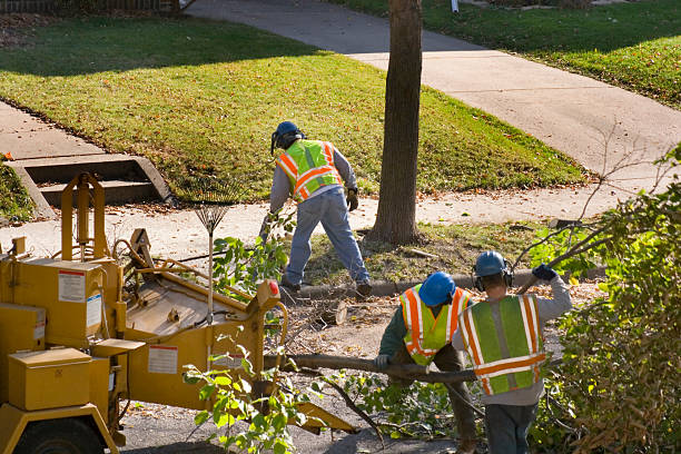 The Steps Involved in Our Tree Care Process in Whitmire, SC